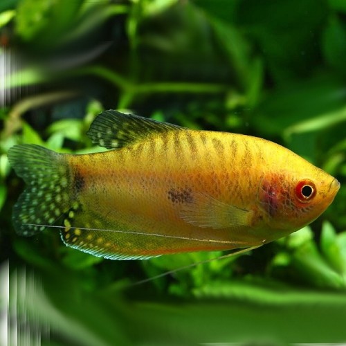 Trichogaster trichopterus gold - Gold gourami L